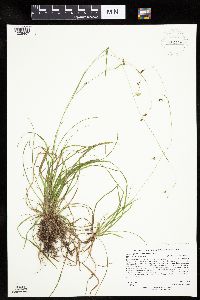 Carex capillaris image
