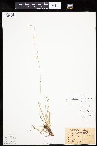 Carex capillaris image