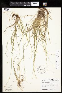 Carex capillaris image