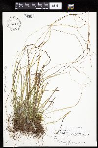 Carex capillaris image
