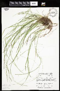 Carex capillaris image