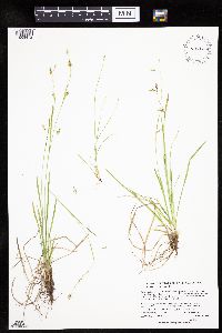 Carex capillaris image