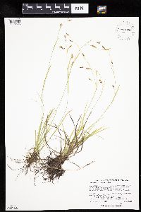 Carex capillaris image
