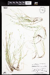 Carex capillaris image