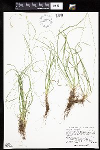 Carex capillaris image