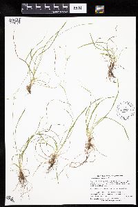 Carex capillaris image
