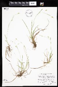 Carex capillaris image