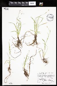 Carex capillaris image