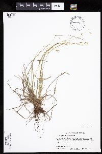 Carex capillaris image