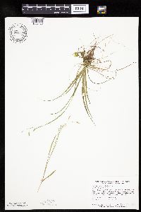 Carex capillaris image