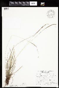 Carex capillaris image