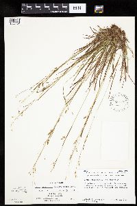 Carex capillaris image