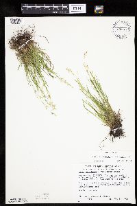 Carex capillaris image