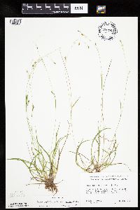 Carex capillaris image