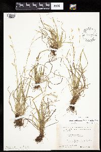 Carex capillaris image