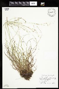 Carex capillaris image