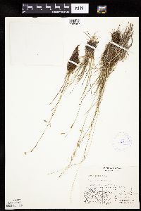 Carex capillaris image