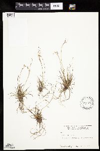 Carex capillaris image