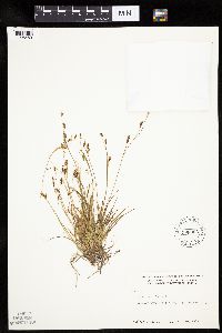 Carex capillaris image