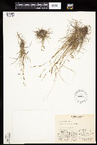 Carex capillaris image