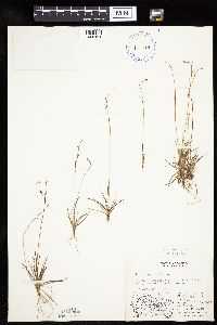 Carex capillaris image