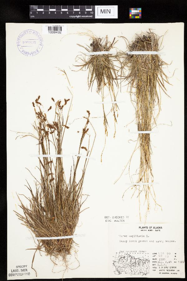 Carex capillaris image