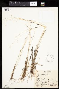 Carex capillaris image