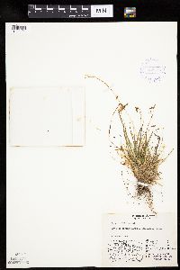 Carex capillaris image