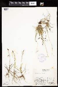 Carex capillaris image
