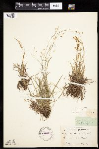 Carex capillaris image