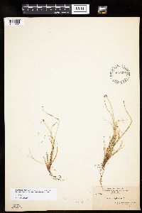 Carex capitata image