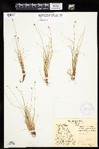 Carex capitata image