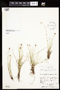 Carex capitata image