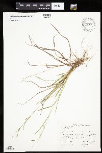 Carex capitata image