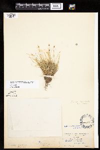 Carex capitata image