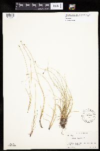 Carex capitata image