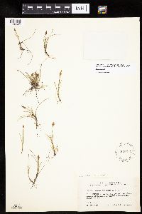 Carex capitata image