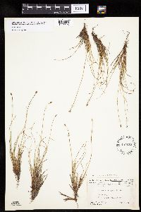 Carex capitata image