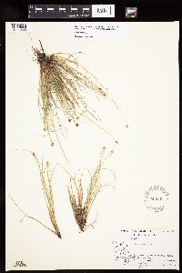 Carex capitata image