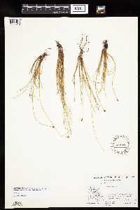 Carex capitata image