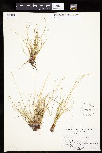 Carex capitata image
