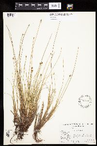 Carex capitata image