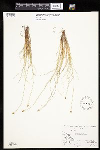 Carex capitata image