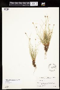 Carex capitata image