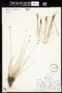 Carex capitata image