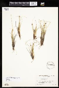 Carex capitata image