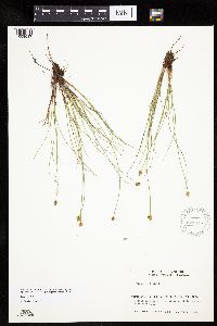 Carex capitata image
