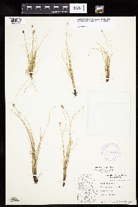 Carex capitata image