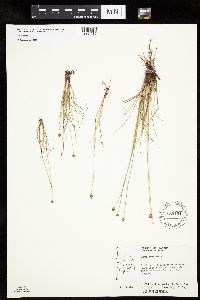 Carex capitata image