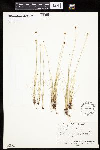 Carex capitata image